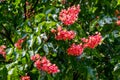 Blooming red horse-chestnut Aesculus Ãâ carnea